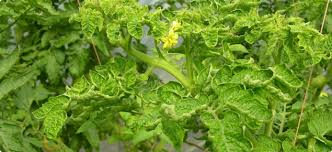 Daun