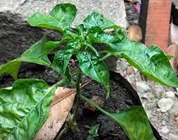 Daun